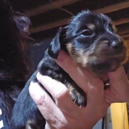 Boy1 - Black and tan male Dachshund puppy in Lansing, Michigan from Black Thunder 517 Dachshunds and frenchies
