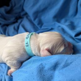 Light Blue Girl - Light golden female Golden Retriever puppy in Peoria, Arizona from Nordic Woof's Golden Retrievers