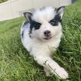 Latte - Black and white female Pomsky puppy in Campton Hills, Illinois from Urban Miracle’s