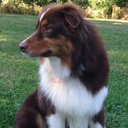 Silas - Australian Shepherd