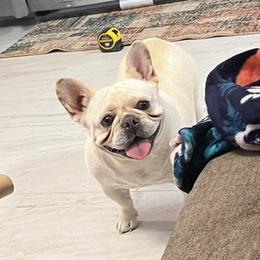 Godiva - French Bulldog