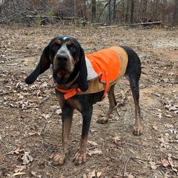 Caroline - Bluetick Coonhound