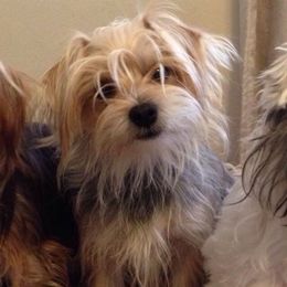 Roo - Yorkshire Terrier
