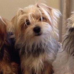 Roo - Yorkshire Terrier