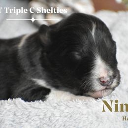 Nimbus - Black white and tan male Shetland Sheepdog puppy in Gladbrook, Iowa from T Triple C Shelties