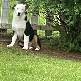Girl 2 - Black tri-color Australian Shepherd puppy in Dothan, Alabama from Aussie Paws Trailblazers