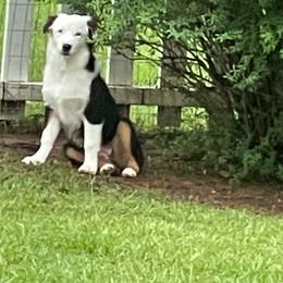 Girl 2 - Black tri-color Australian Shepherd puppy in Dothan, Alabama from Aussie Paws Trailblazers