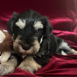 Crow-Girl 1 - Black and silver female Miniature Schnauzer puppy in Granville, Ohio from Shull Mini Schnauzers
