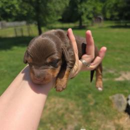 Hershey - Chocolate and tan male Dachshund puppy in Milroy, Pennsylvania from Not Your Average Weiner