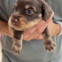 Dachshund Puppies from Lone Star Dachshunds