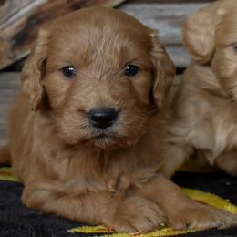 Male 1 of 2 - Apricot male Goldendoodle puppy in Macedon, New York from Toodles Goldendoodles