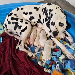 Girl 4 - White and black female Dalmatian puppy in Nelsonville, Ohio from Woofter Dalmatians