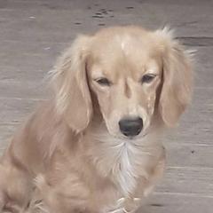 Chief - Dachshund