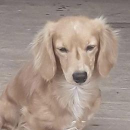 Chief - Dachshund
