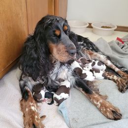 Sadee - English Springer Spaniel