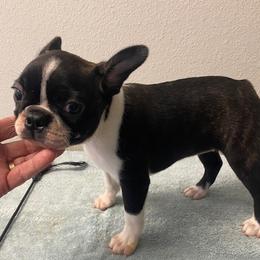 Girl 1 - female Boston Terrier puppy in Cookville, Texas from Linde Bostons/Tomlin Boxers