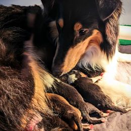 Scottish Collie  puppies from Woodpecker Farm