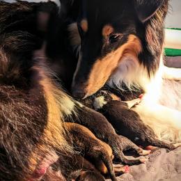 Scottish Collie  puppies from Woodpecker Farm