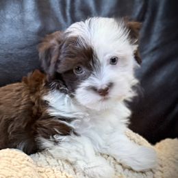 Checkers - Chocolate male Havanese puppy in Lancaster, South Carolina from 3 Bs Havanese-PUPPIES with  PURPOSE