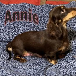 Annie - Dachshund