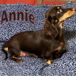 Annie - Dachshund