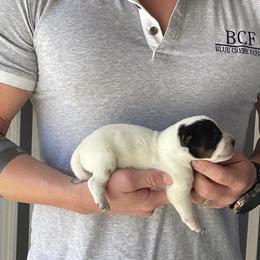 Eve - Male 1 - Blue male Australian Cattle Dog puppy in Jefferson, South Carolina from Blue Creek Farms