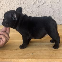 Bulldog and French Bulldog Puppies from Jose Navarro