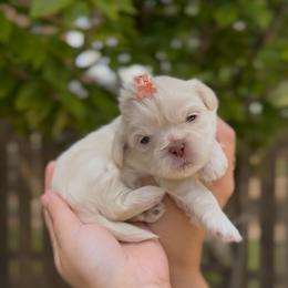 Cicada Wing - White male Shih Tzu puppy in Cedar Hill, Texas from Puppy Paper House