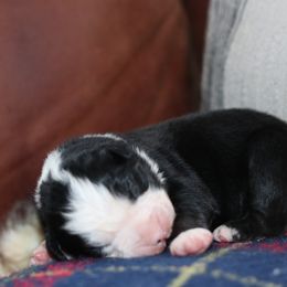 Boy 3 - male Australian Shepherd puppy in Noxon, Montana from MITIN Aussies AKC Standard Australian Shepherds