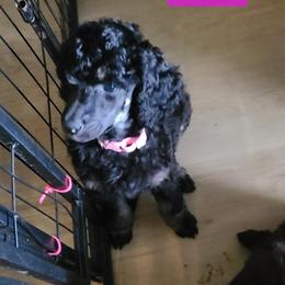 Marsala - Phantom female Poodle puppy in Chase, Michigan from My Buddies Puppies