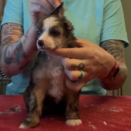 Olive - Sable female Chinese Crested puppy in Auburn, Kansas from TopBrass Kennels