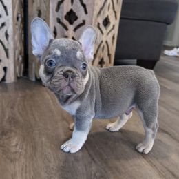 Boy 2 Black - French Bulldog puppy in Ludowici, Georgia from Floridian Frenchies of Georgia
