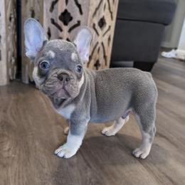 Boy 2 Black - French Bulldog puppy in Ludowici, Georgia from Floridian Frenchies of Georgia