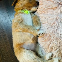 Goldendoodle Puppies from Ruby’s Goldendoodles