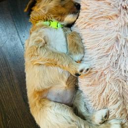 Goldendoodle Puppies from Ruby’s Goldendoodles