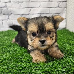 Mateo - Black & tan tri-color male Morkie puppy in Monticello, Iowa from Ashley’s Puppies