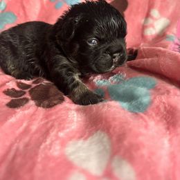 Cosmo - Black and tan male French Bulldog puppy in Columbus, Ohio from Kallie’s Kennel