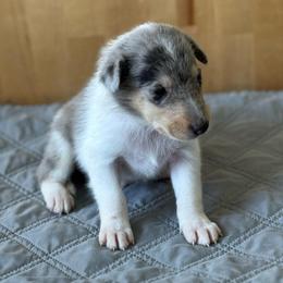 Silversmith - Blue merle white and tan male Collie puppy in Underwood, Indiana from Third Gen Collies