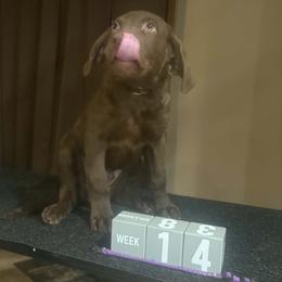 Purple Dot - Brown male Chesapeake Bay Retriever puppy in Wisconsin Dells, Wisconsin from Kilbourn Chesapeakes