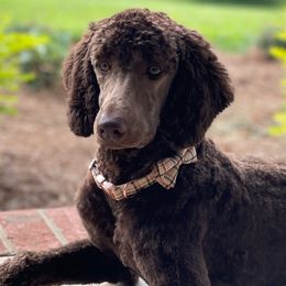 Goldendoodles and Poodles from Doodle Dynasty