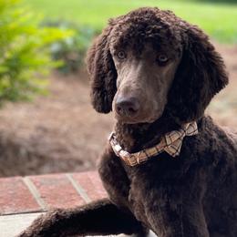 Goldendoodles and Poodles from Doodle Dynasty