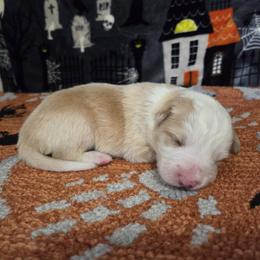 Casper - Gold male Border Collie puppy in Gary, Indiana from Lake Ridge Border Collies