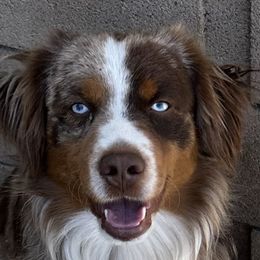 Rooster - Miniature Australian Shepherd