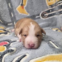 Maple - Sable merle female Border Collie puppy in Gary, Indiana from Lake Ridge Border Collies