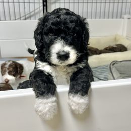 Bernedoodle Puppies from Vidadoodle