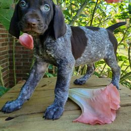 Rose - Liver roan female German Shorthaired Pointer puppy in Elberta, Alabama from Old Orchard Farm