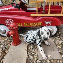 Dalmatian Puppies from Hot Diggety Dogs LLC