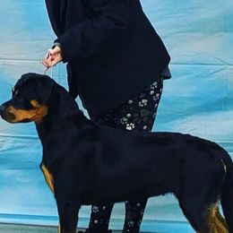 Viera - Rottweiler