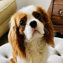 Oliver - Cavalier King Charles Spaniel