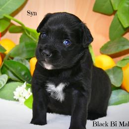 Sun - Black & white male Australian Shepherd puppy in Ranger, Texas from Outback Mini Aussies